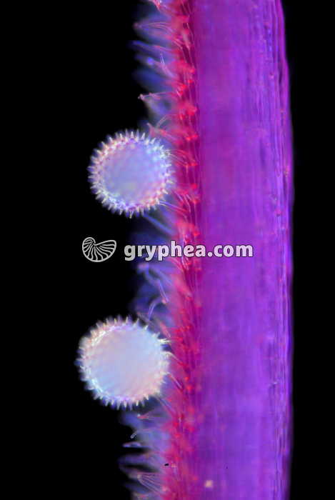 Mauve - Grains de pollen de Mauve sur un stigmate x25 - gryphea.com